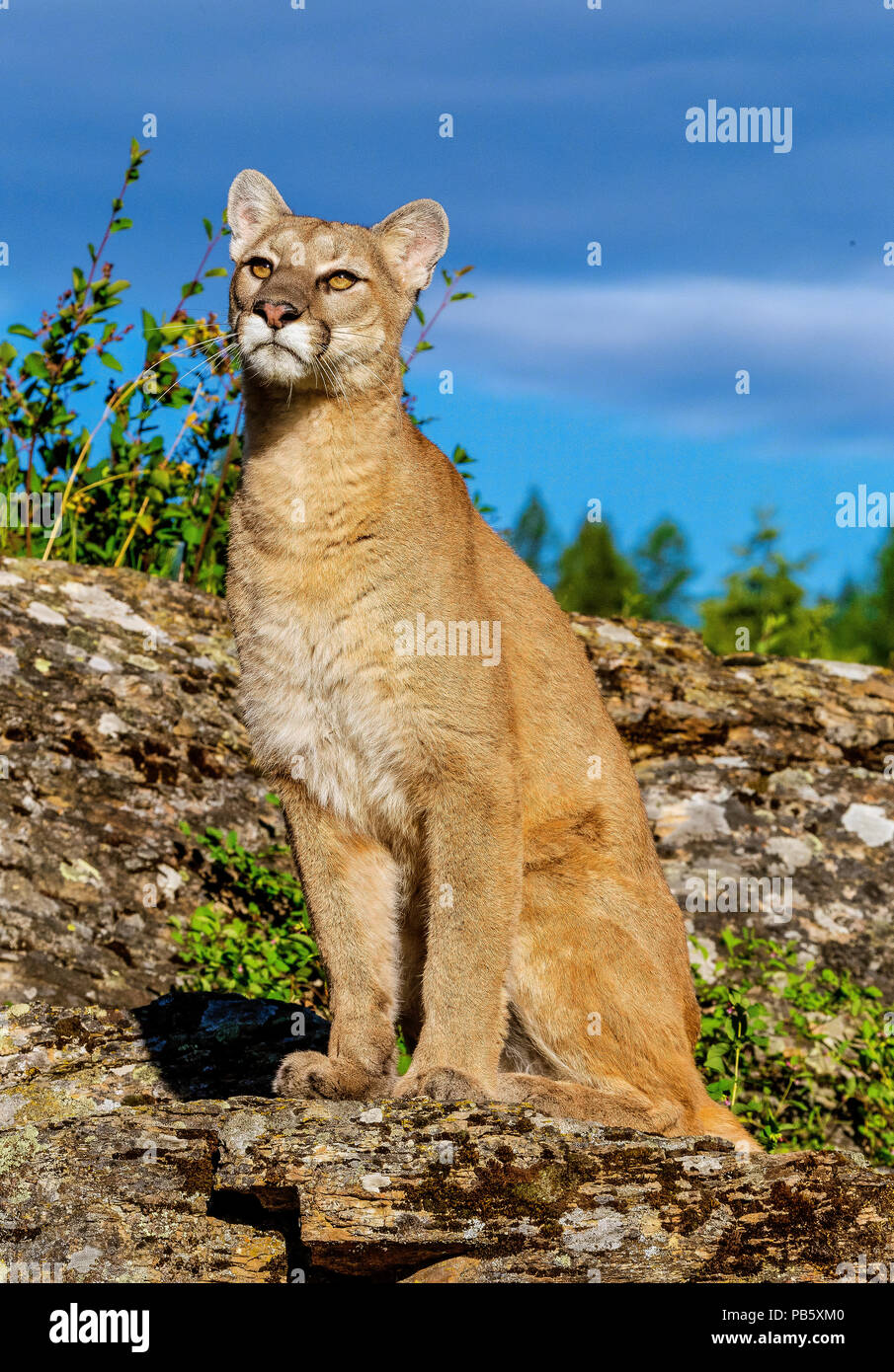 Mountain Lion in Regal pongono Foto Stock