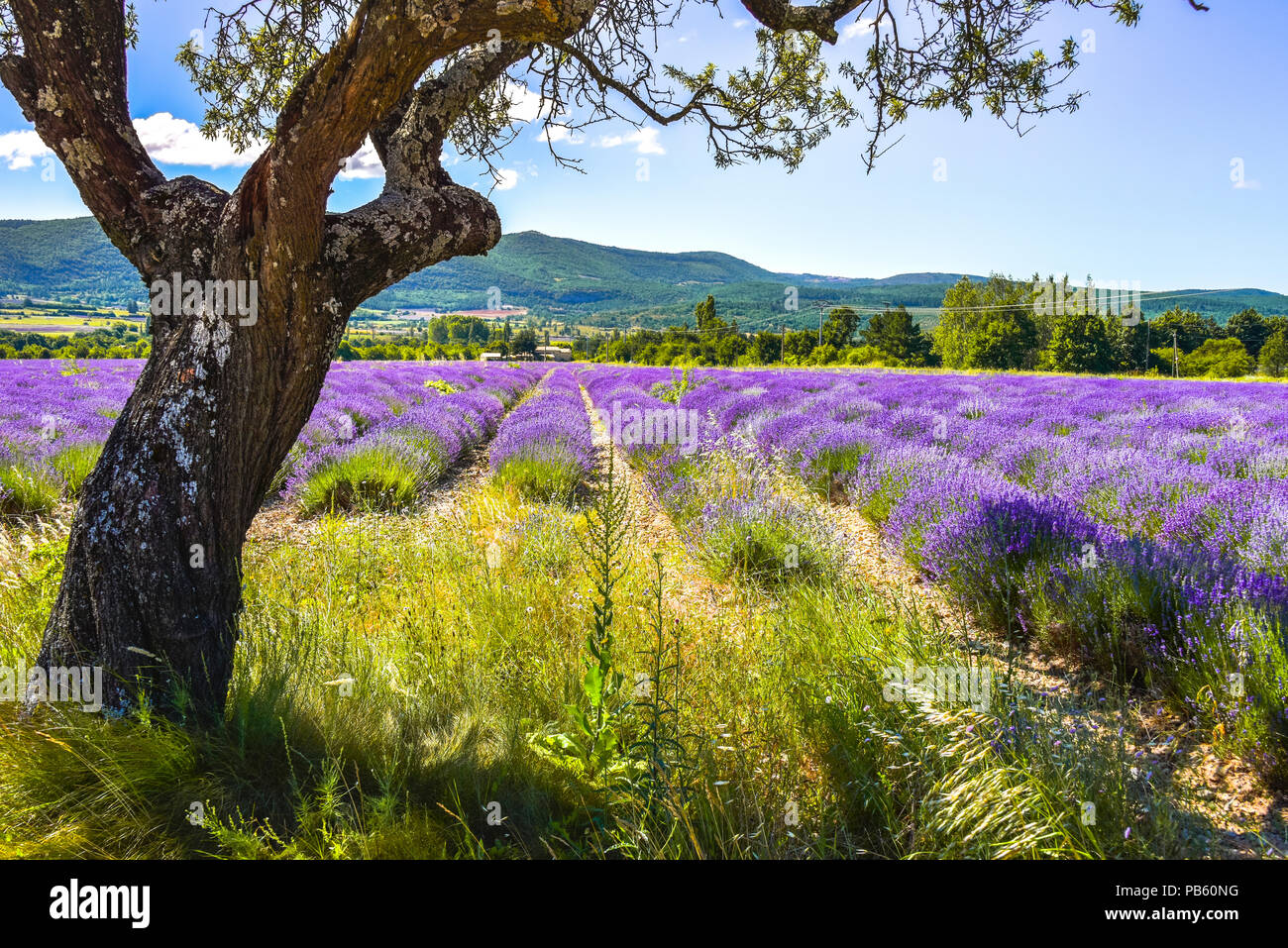 Campo di lavanda di una fattoria vicino a Sault, Provenza, Francia, il disallineamento cresciuti alberi ombrosi in primo piano, dipartimento Vaucluse, regione Provence-Alpes-Côte d'Azur Foto Stock