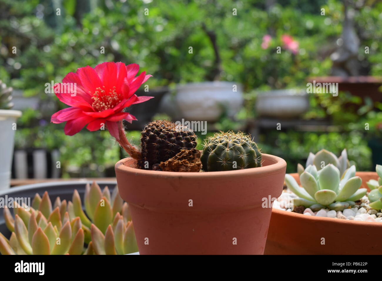 Fiore rosso della pianta di cactus Foto stock - Alamy