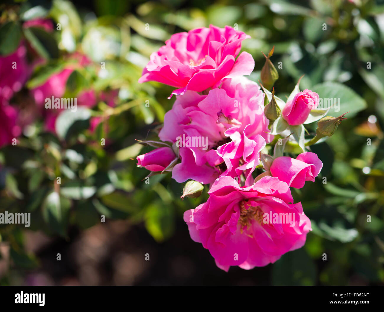 Cluster di rosa luminoso rose nel giardino in fiore Foto Stock