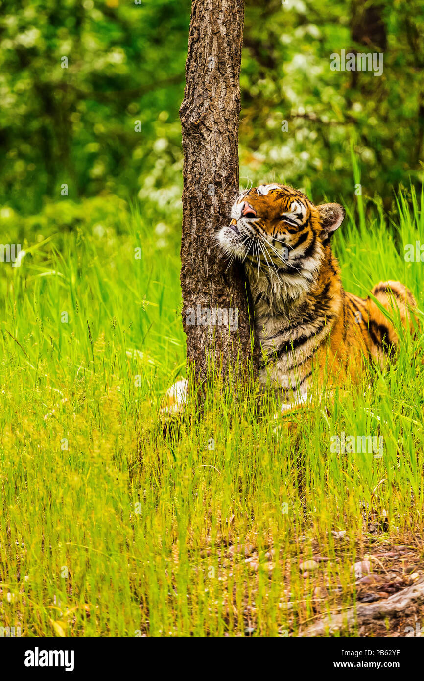Tiger sfregamento su albero Foto Stock