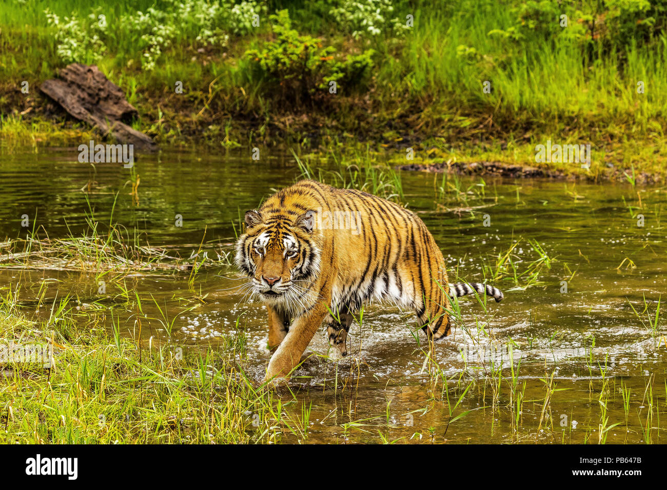 Tiger a piedi da stagno Foto Stock