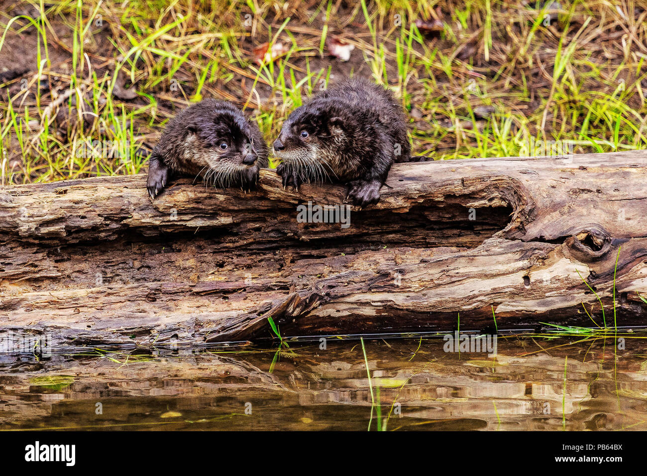 Baby lontre su un log Foto Stock