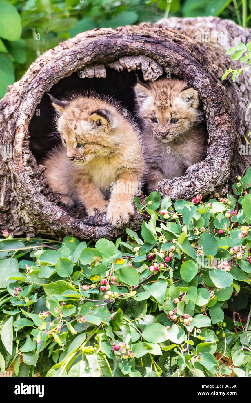 Canaca Lynx gattini nella luce del sole Foto Stock