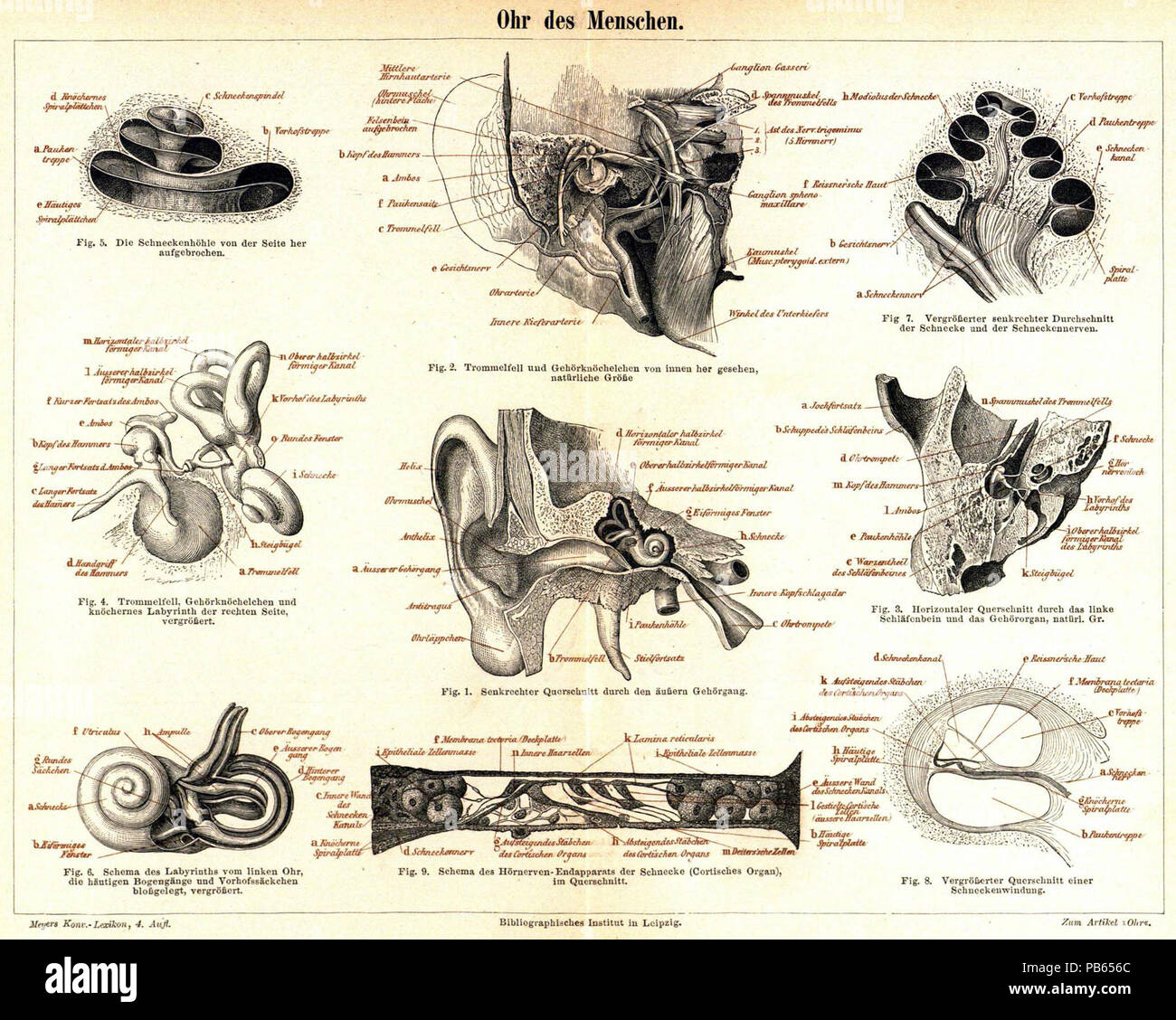 . Deutsch: Tafel "Ohr des Menschen", Original-Bildunterschriften: Fig. 1. Senkrechter Querschnitt durch den äußern Gehörgang. Fig. 2. Trommelfell und Gehörknöchelchen von innen gesehen lei, natürliche Größe. Fig. 3. Horizontaler Querschnitt durch das linke Schläfenbein und das Gehörorgan, natürl. Gr. Fig. 4. Trommelfell, Gehörknöchelchen und knöchernes Labyrinth der rechten Seite, vergrößert. Fig. 5. Die Schneckenhöhle von der Seite la sua aufgebrochen. Fig. 6. Schema des labirinti vom linken Ohr, die häutigen Bogengänge und Vorhofssäckchen bloßgelegt, vergrößert. Fig. 7. Vergrößerter senkrechte Foto Stock