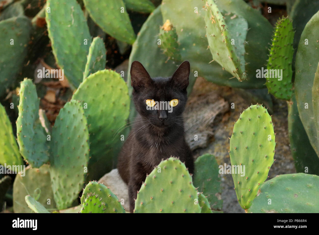 Un gatto nero seduto tra un cactus Foto Stock