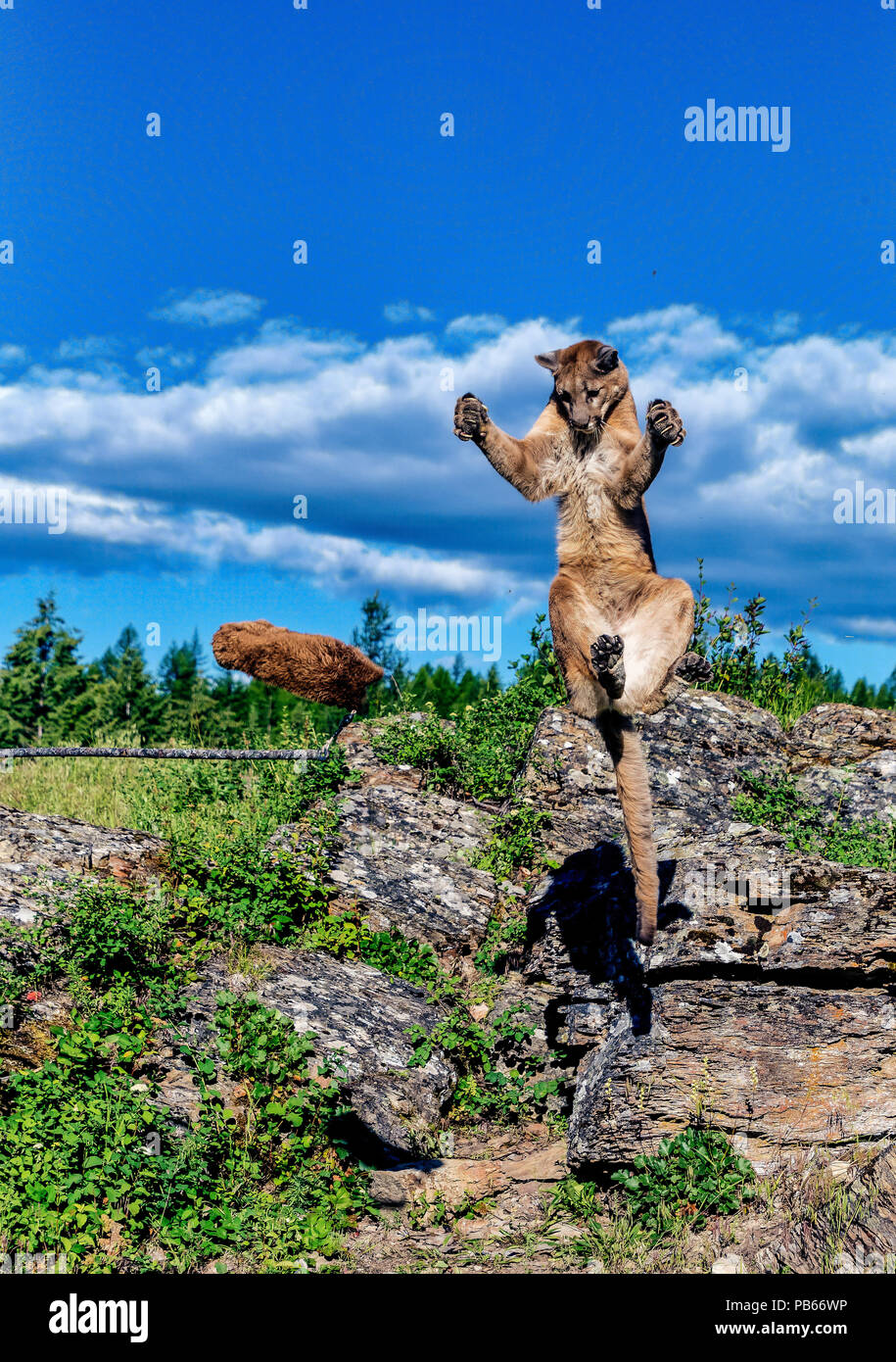 Salta in Mountain Lion attaccando Foto Stock