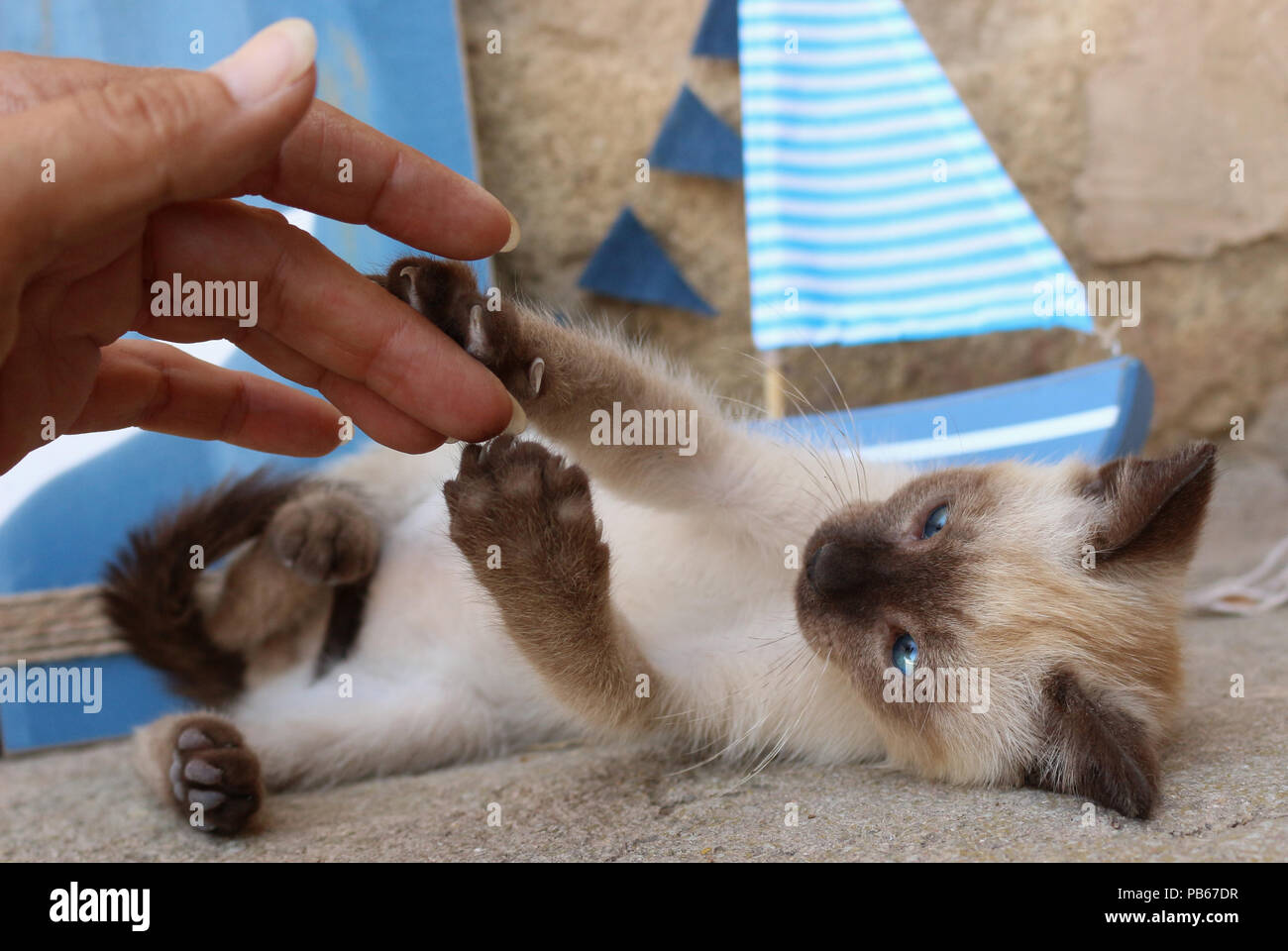 Siamese gattino (tailandese), 6 settimane di età, punto di tenuta, giocando con una mano umana Foto Stock