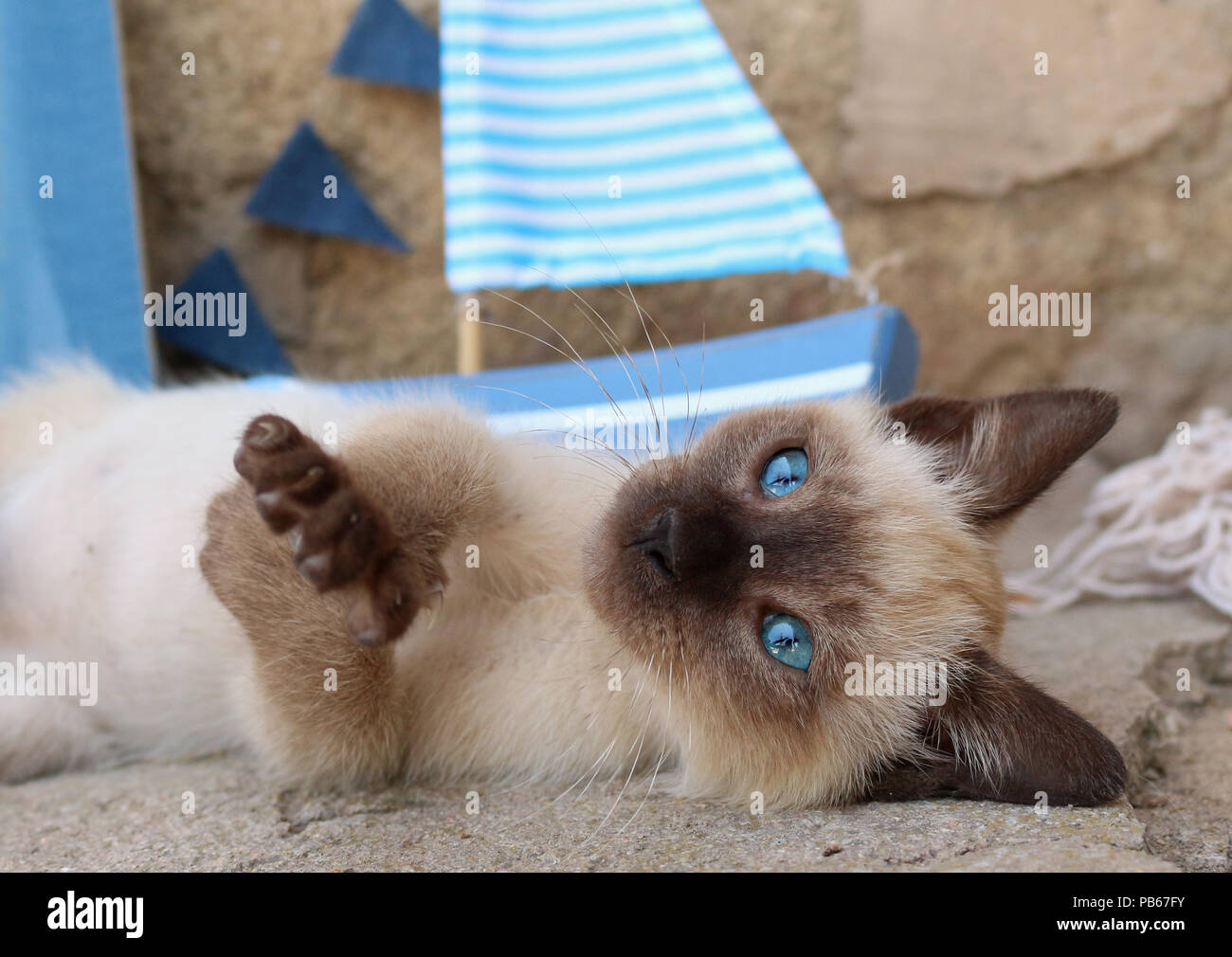 Siamese gattino (tailandese), 6 settimane di età, guarnizione di tenuta, Foto Stock