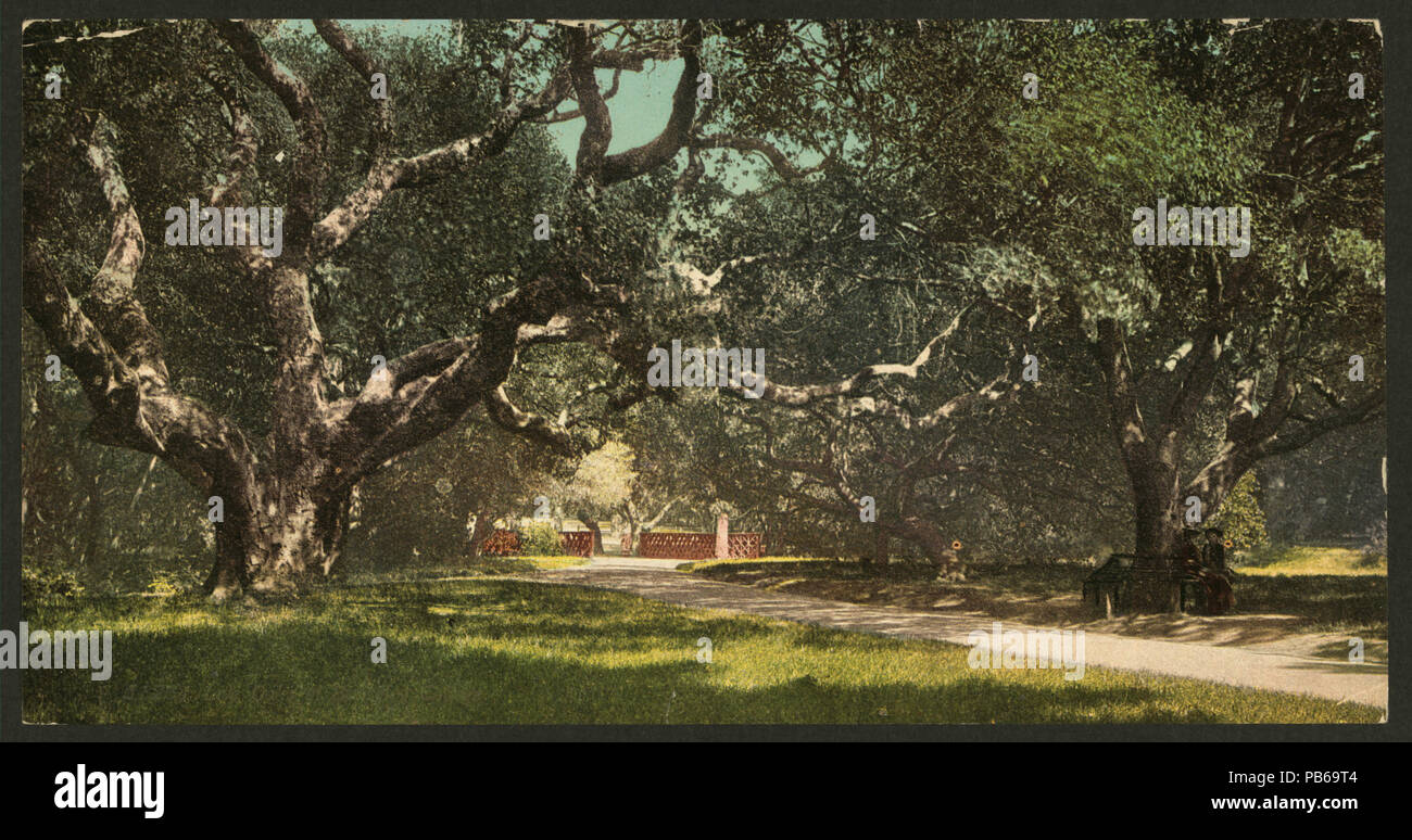 928 Live oaks a Berkely College-LCCN2008678111 Foto Stock