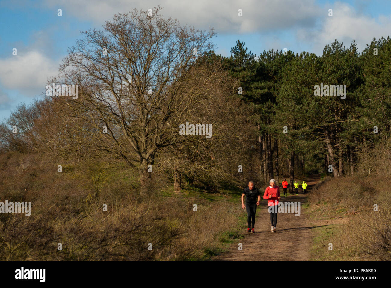 Un gruppo di atleti senior in colorate tute di formazione che corre attraverso le dune passato un bellissimo albero su un bel giorno di primavera Foto Stock