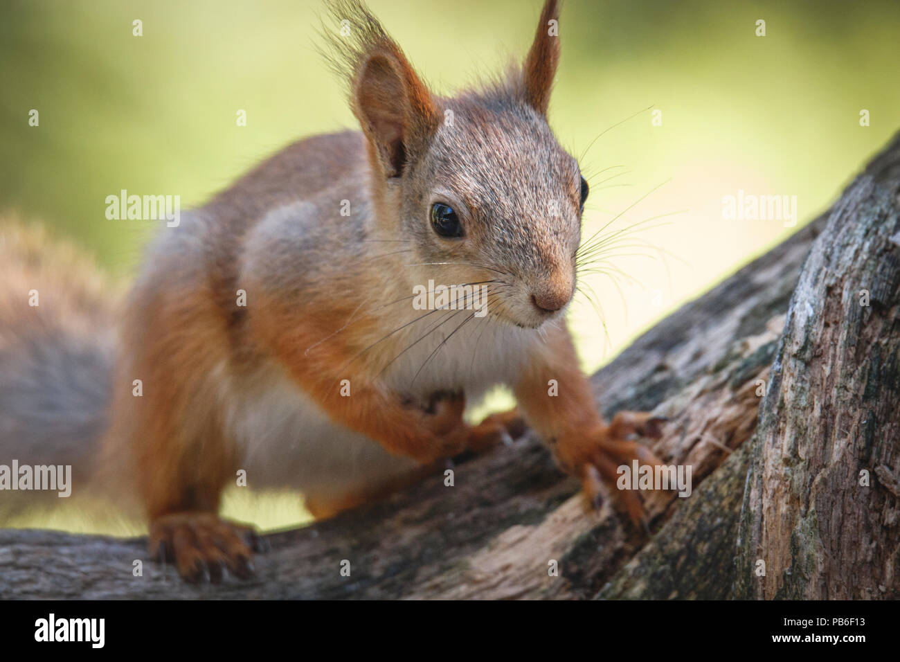 Red scoiattolo (Sciurus vulgaris) su albero Foto Stock