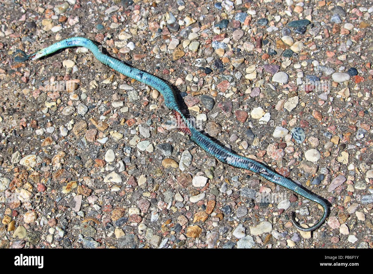 Un morto garter snake sulla strada Foto Stock