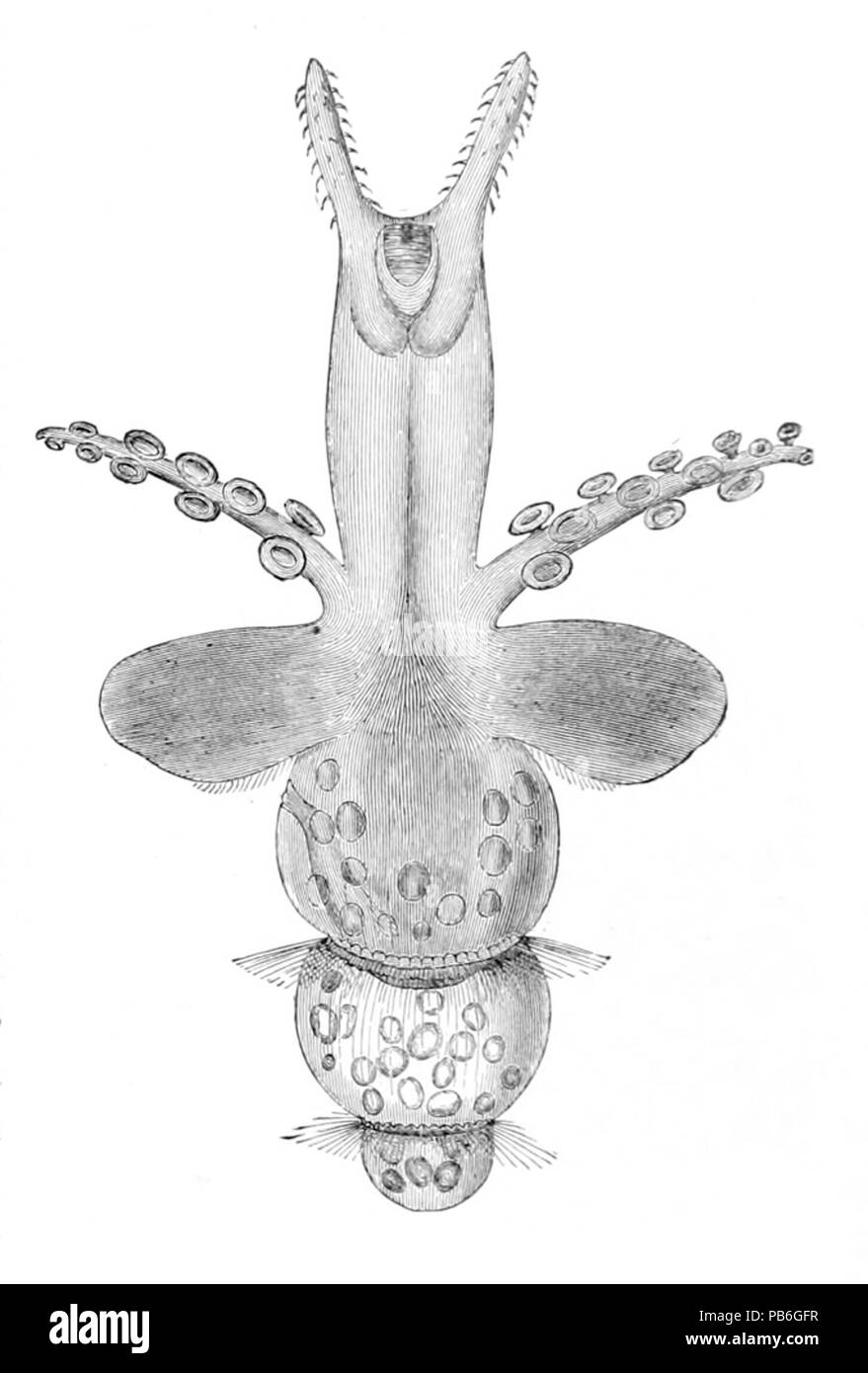 1207 Pneumoderma Foto Stock