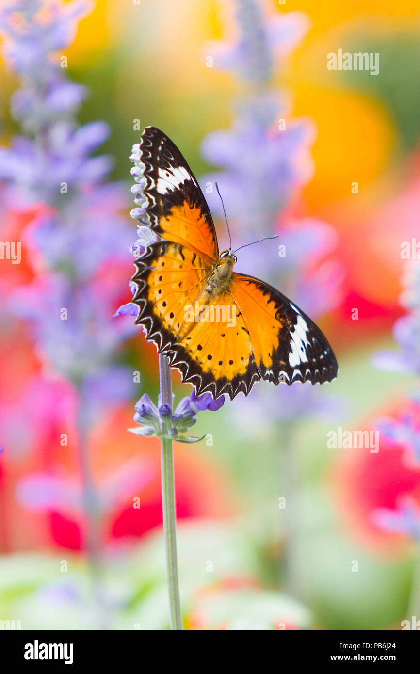 Macro colorati o chiuso up shot di farfalla sul fiore o lasciare, può utilizzare come sfondo Foto Stock