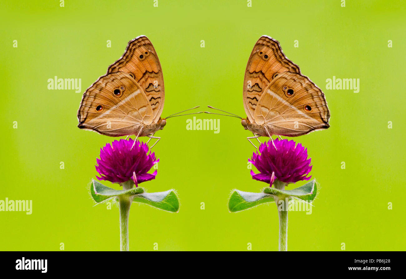 Macro colorati o chiuso up shot di riflettere sulla farfalla fiore o lasciare, può utilizzare come sfondo Foto Stock