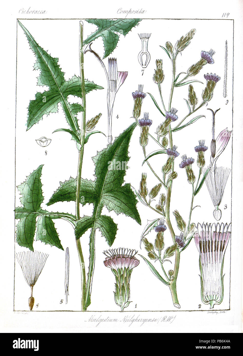 1070 Mulgedium neilgherrense Rungiah Foto Stock