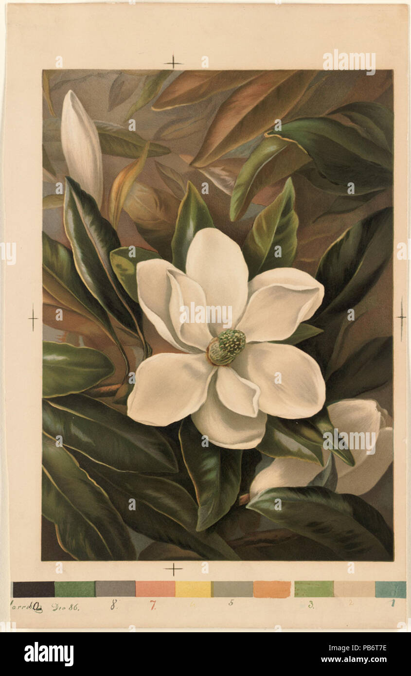 982 Magnolia Grandflora (Boston Public Library) Foto Stock