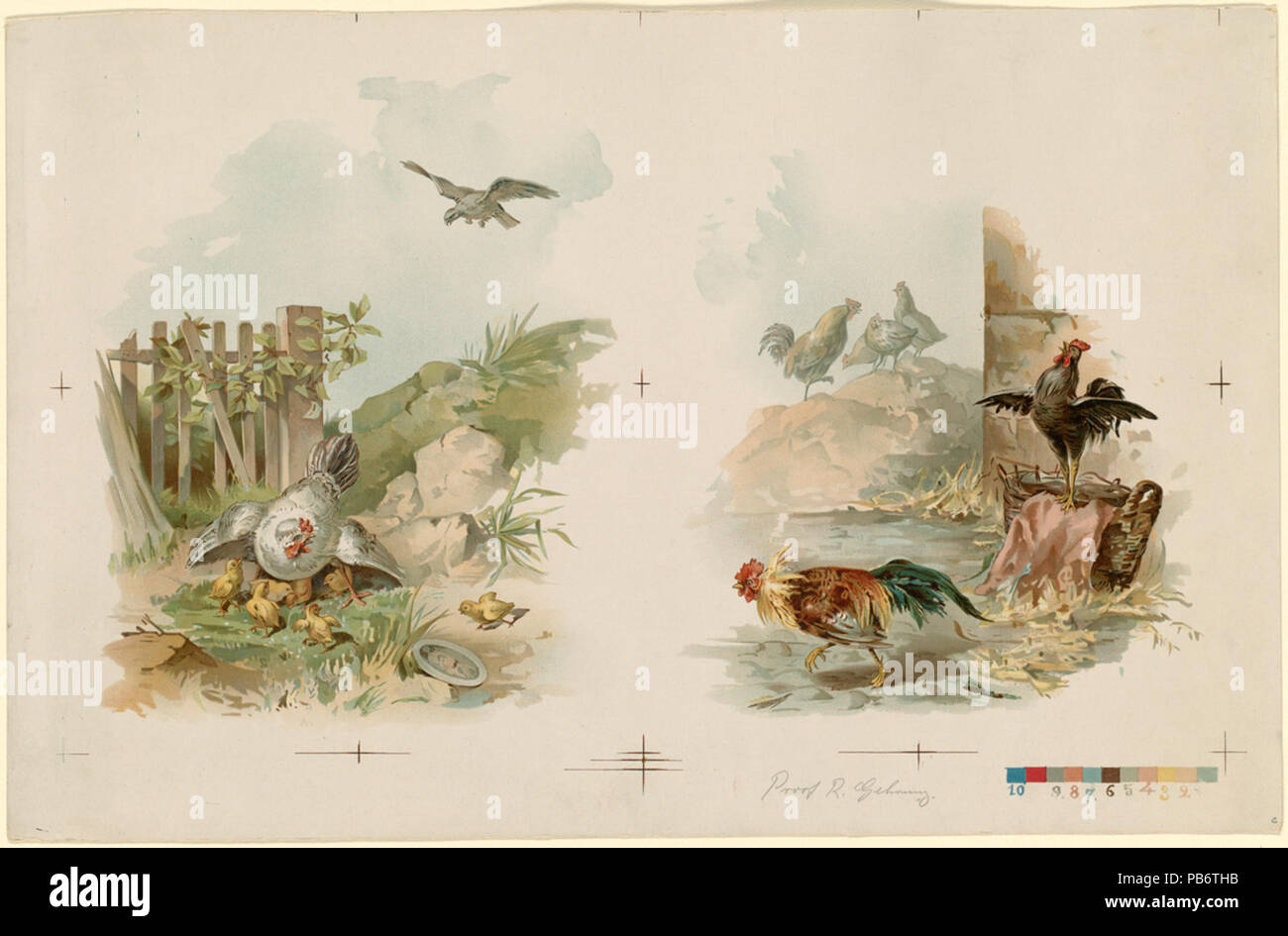 1781 Due immagini di pollame su un foglio da Boston Public Library Foto Stock