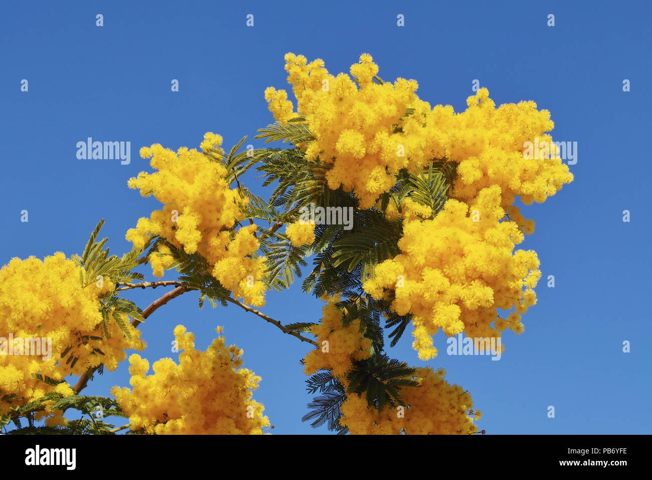 Ramo del graticcio in argento con fiori e foglie Foto Stock
