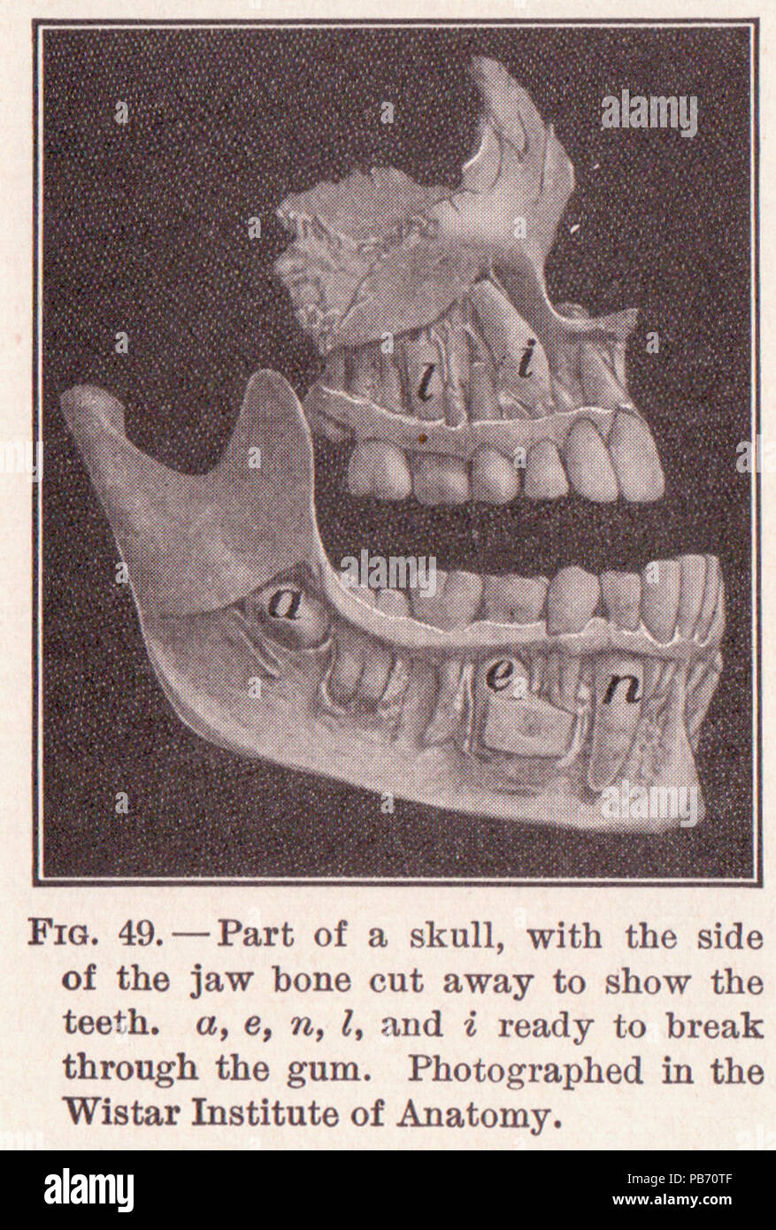 Ganascia 828 Pagina 80 Foto Stock