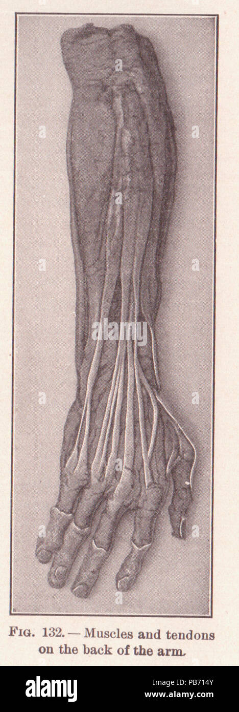 1185 PG 203 muscoli e tendini Foto Stock