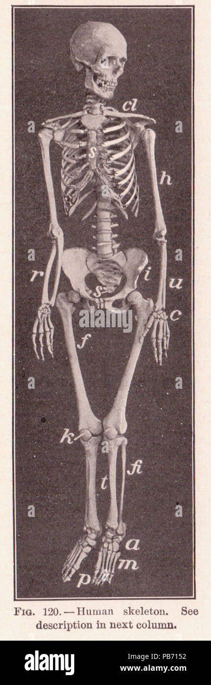 1185 PG 192 scheletro umano Foto Stock
