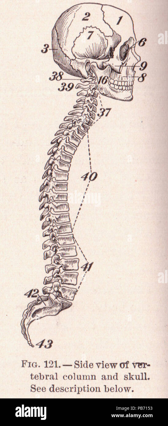 1185 PG 192 cranio e della colonna vertebrale Foto Stock