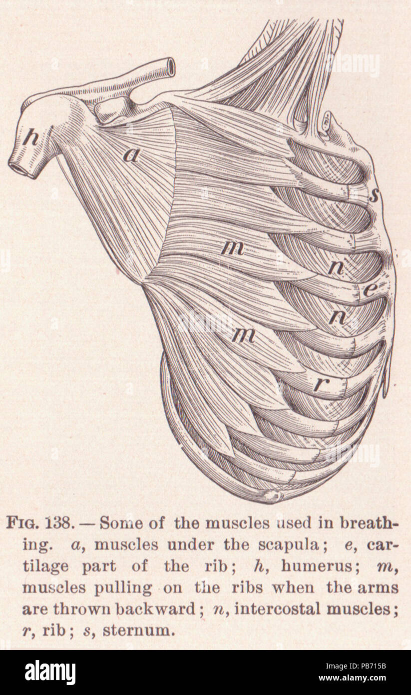 1153 Pagina 207 muscoli dello sterno Foto Stock