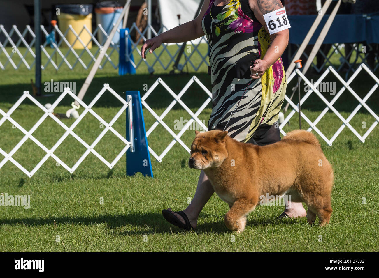 Chow Chow cane, Evelyn Kenny Kennel e obbedienza Club dog show, Alberta, Canada Foto Stock