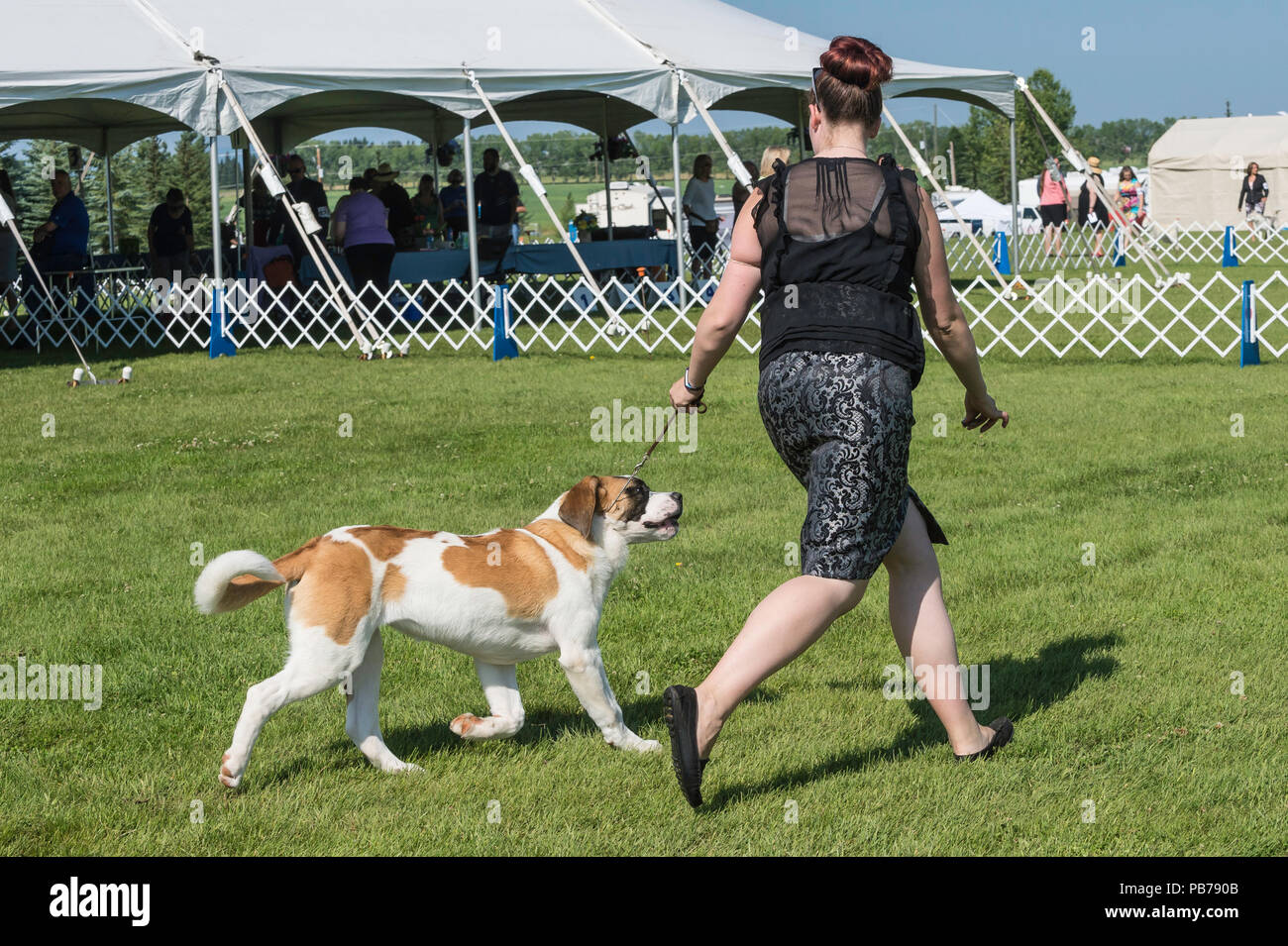 San Bernardo cane, Evelyn Kenny Kennel e obbedienza Club dog show, Alberta, Canada Foto Stock