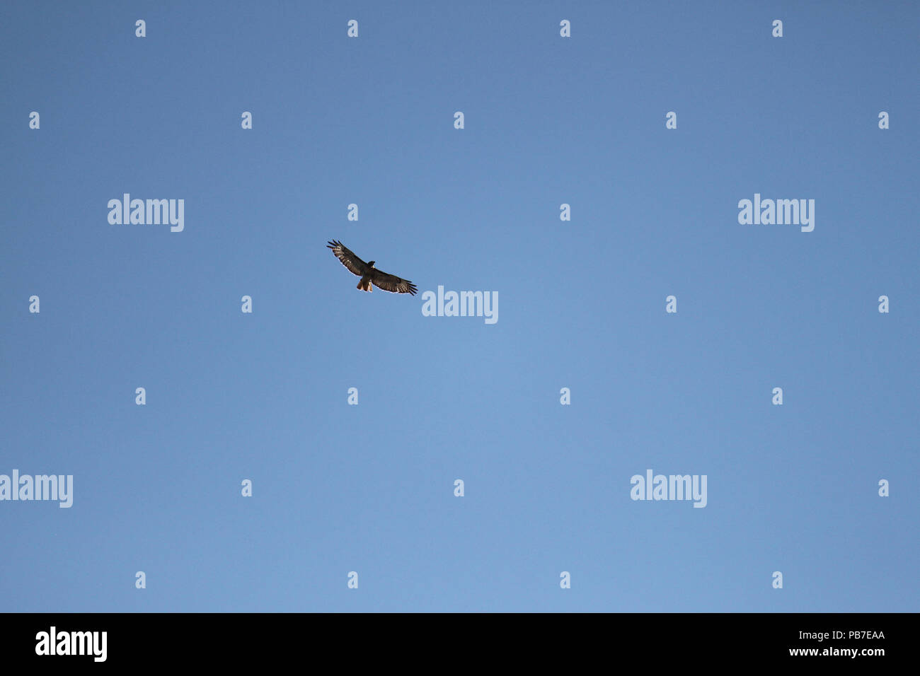 Un uccello vola alto al di sopra di Foto Stock