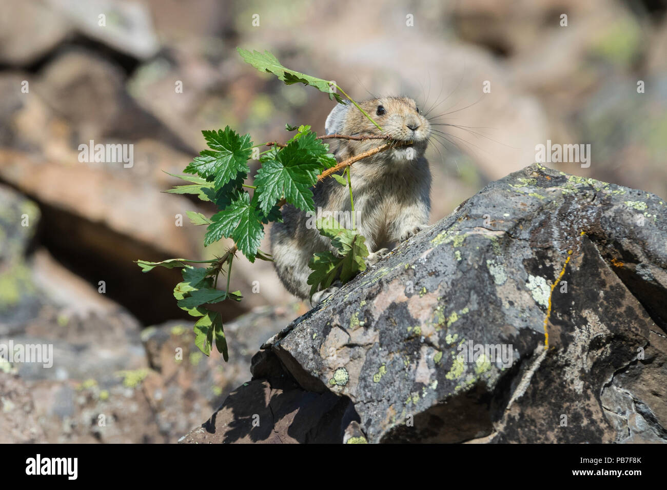 American pika, Ochotona princeps Rock Glacier, Peter Lougheed Parco Provinciale, Alberta, Canada Foto Stock