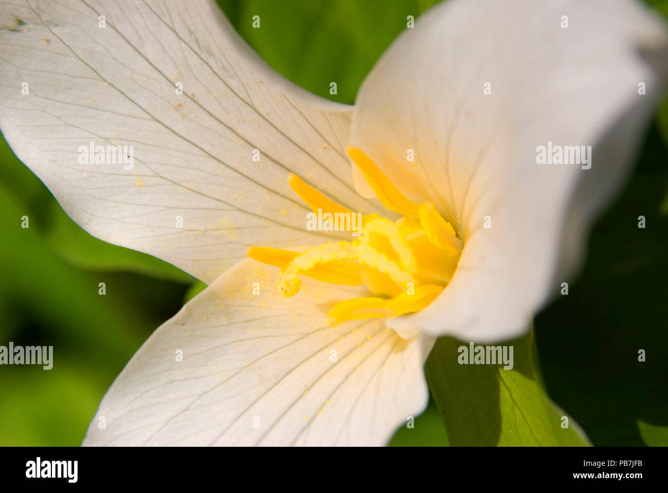 Trillium, Tryon Creek State Park, Oregon Foto Stock