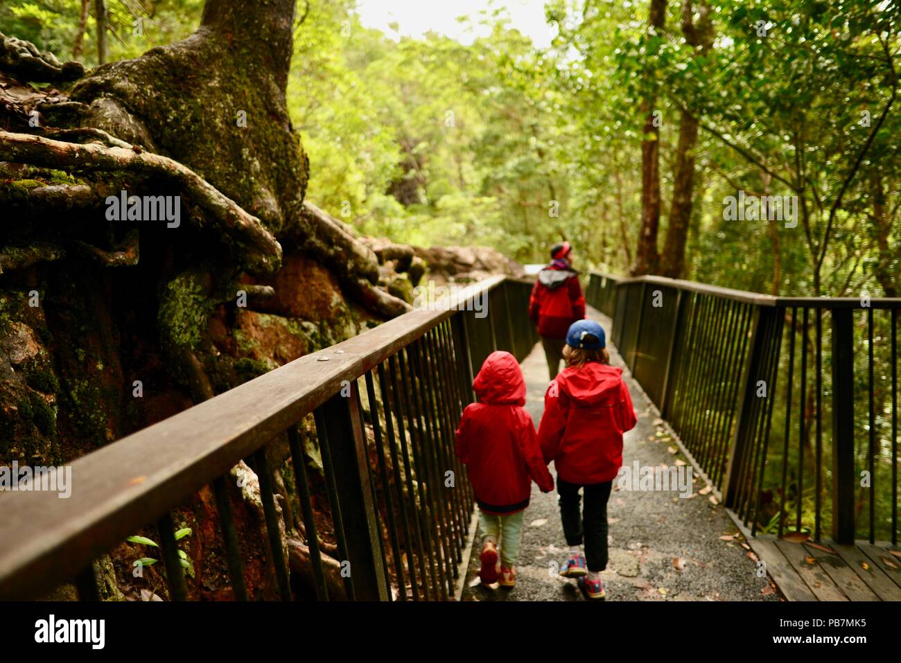 I bambini a piedi lungo un sentiero in una foresta pluviale tropicale, cena cade e il cratere a piedi, altopiano di Atherton, QLD, Australia Foto Stock