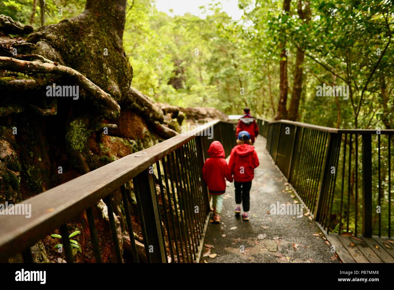 I bambini a piedi lungo un sentiero in una foresta pluviale tropicale, cena cade e il cratere a piedi, altopiano di Atherton, QLD, Australia Foto Stock