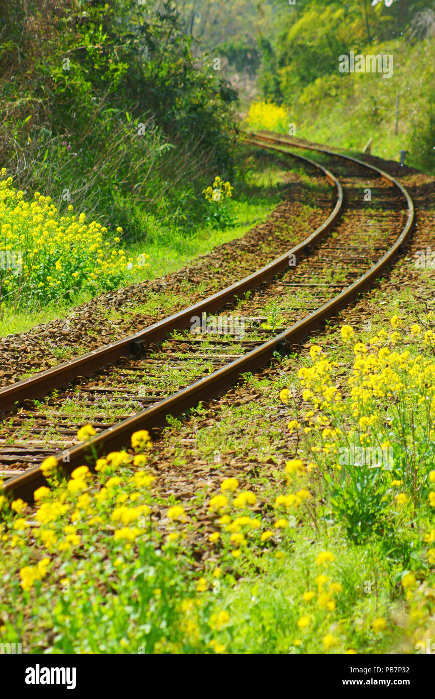 Linea Hisatsu in primavera Foto Stock