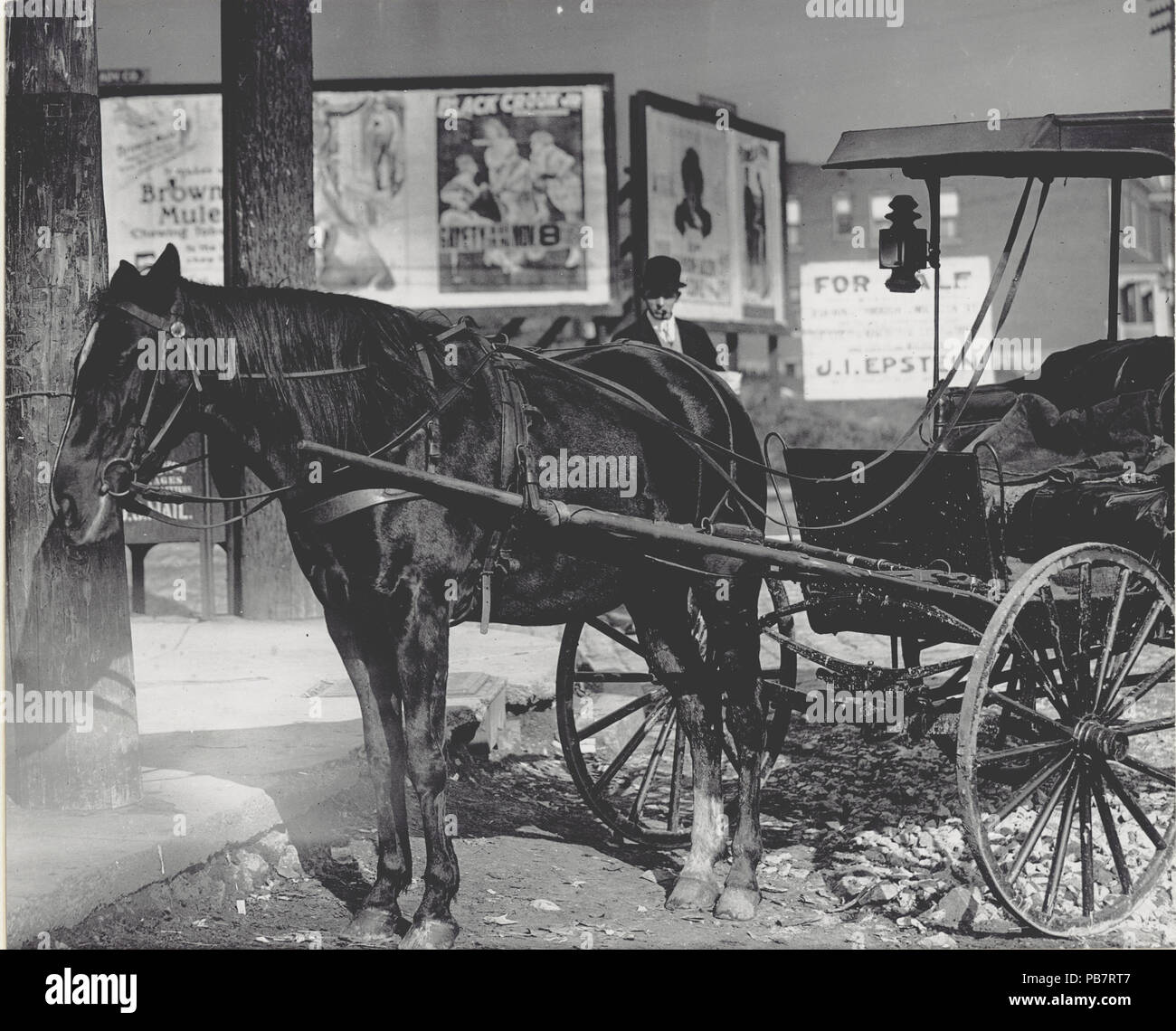 768 cavallo imbrigliato in un carrello di luce Foto Stock
