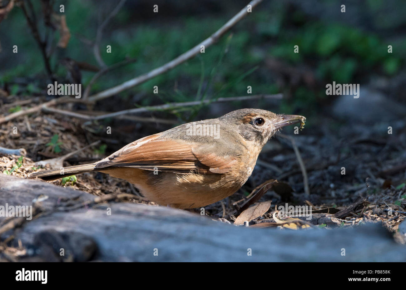 Rufous Shrike-tordi o poco Shrike-Tordo (Colluricincla megarhyncha) con il cibo nel becco, estremo Nord Queensland, FNQ, QLD, Australia Foto Stock