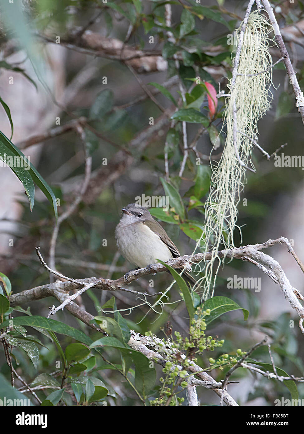 Grigio a Whistler (Pachycephala simplex) arroccato su ramoscello con il lichen, estremo Nord Queensland, FNQ, QLD, Australia Foto Stock