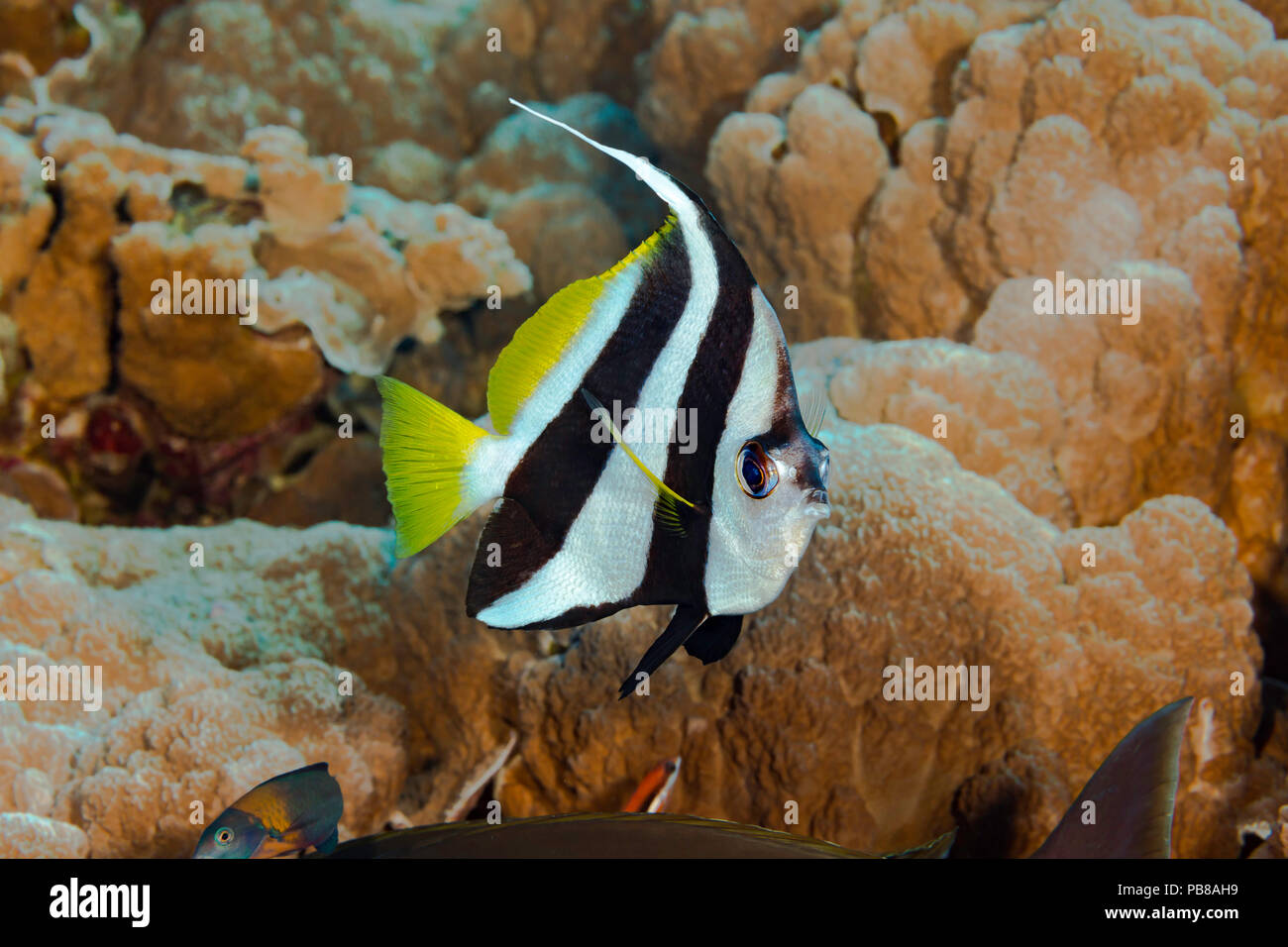 Il pennant bannerfish, Heniochus Crisostomo, spesso si trova da sola in corallo aree ricche e occasionalmente in piccoli gruppi. Hawaii. Foto Stock