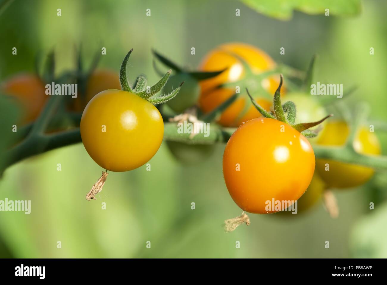 Pomodori Pomodori di maturazione in una serra sono quasi pronti per mangiare Foto Stock