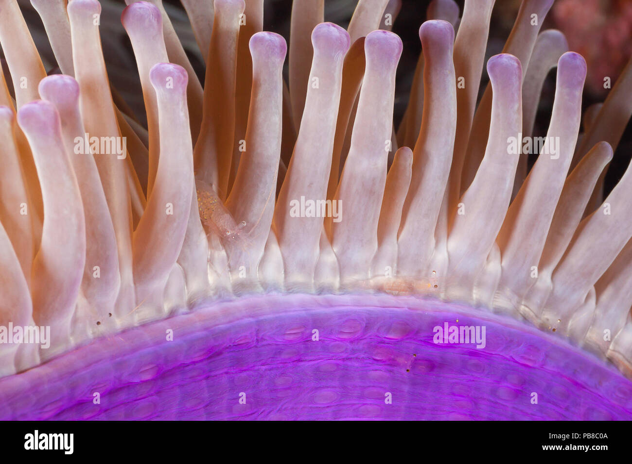 Ci sono sette gamberetti trasparenti, Periclemenes sp, su questo anemone, Heteractis magnifica. Alcuni sono in modo chiaro la sola cosa visibile è il nero di t Foto Stock