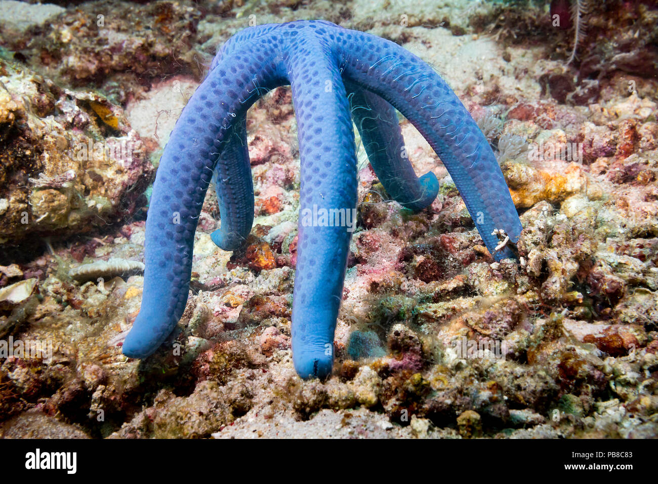 Questo seastar/starfish, Linckia laevigata, si appollaia alto come si può per rilasciare i flussi di uscita dello sperma nella corrente nella speranza di produrre futuro Foto Stock