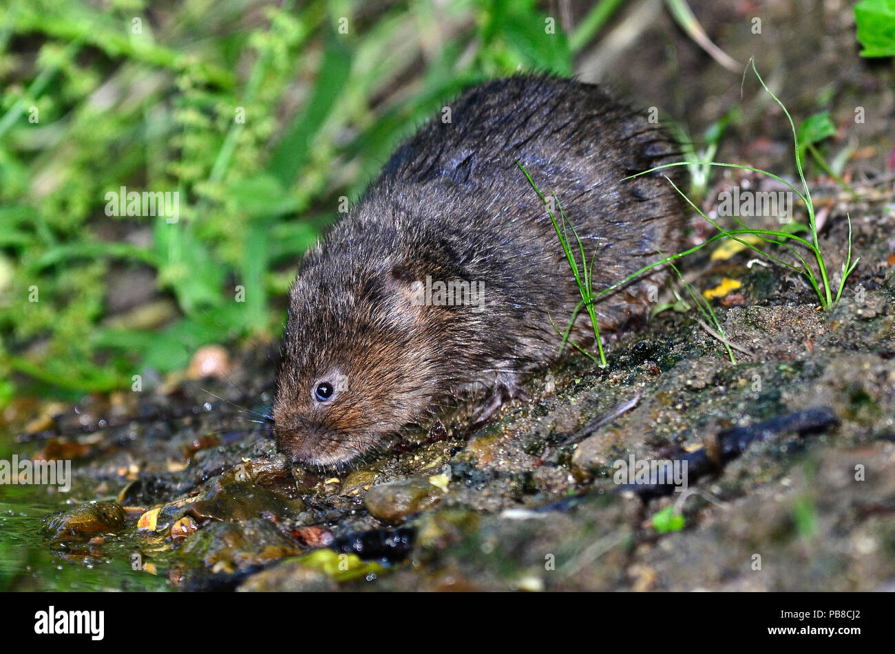 acqua vola arvicola anfibio Foto Stock