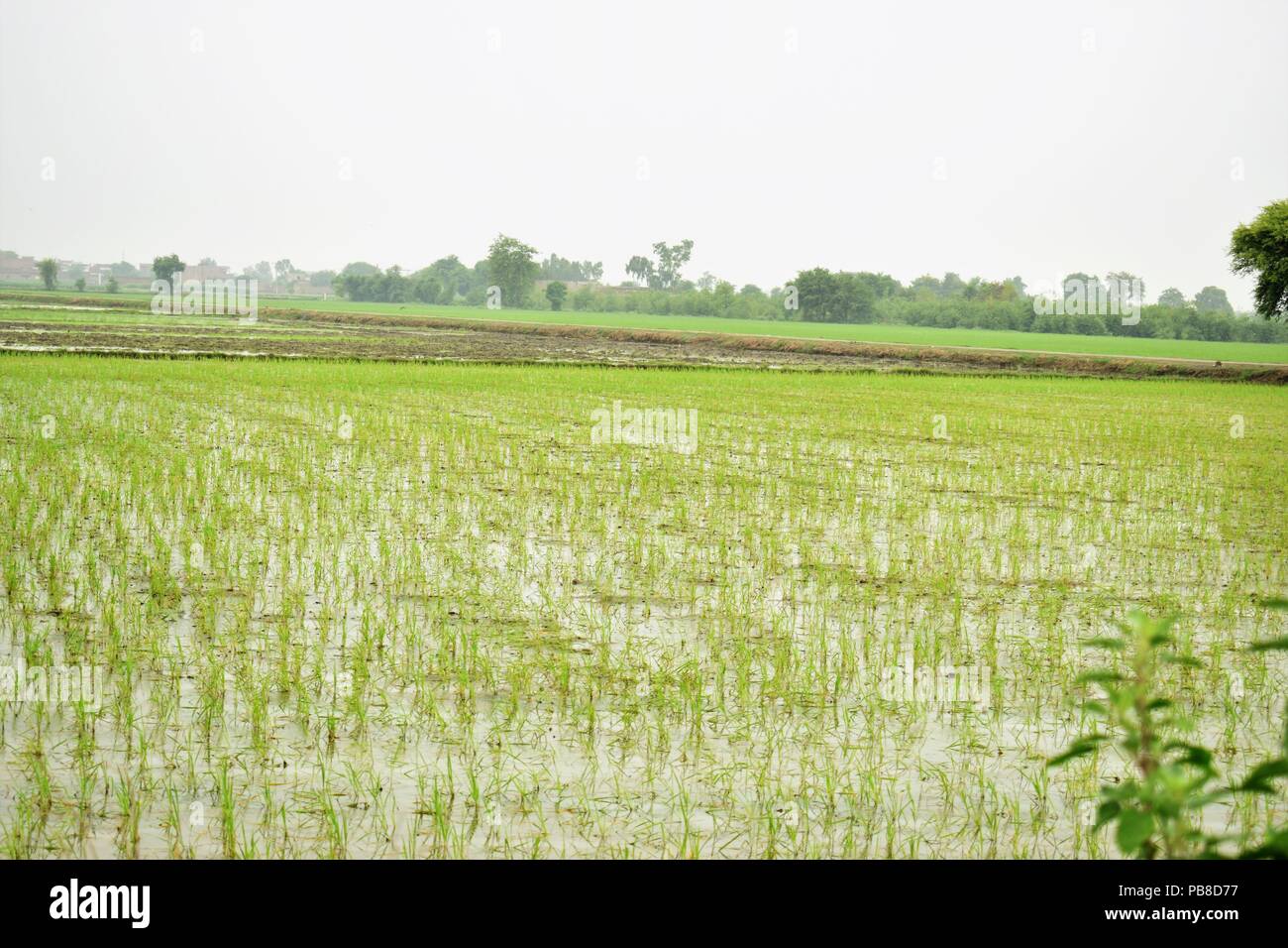 Coltivazione di piante di riso Foto Stock