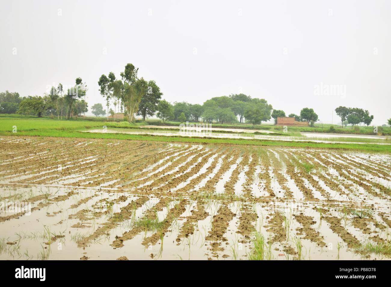 Coltivazione di piante di riso Foto Stock