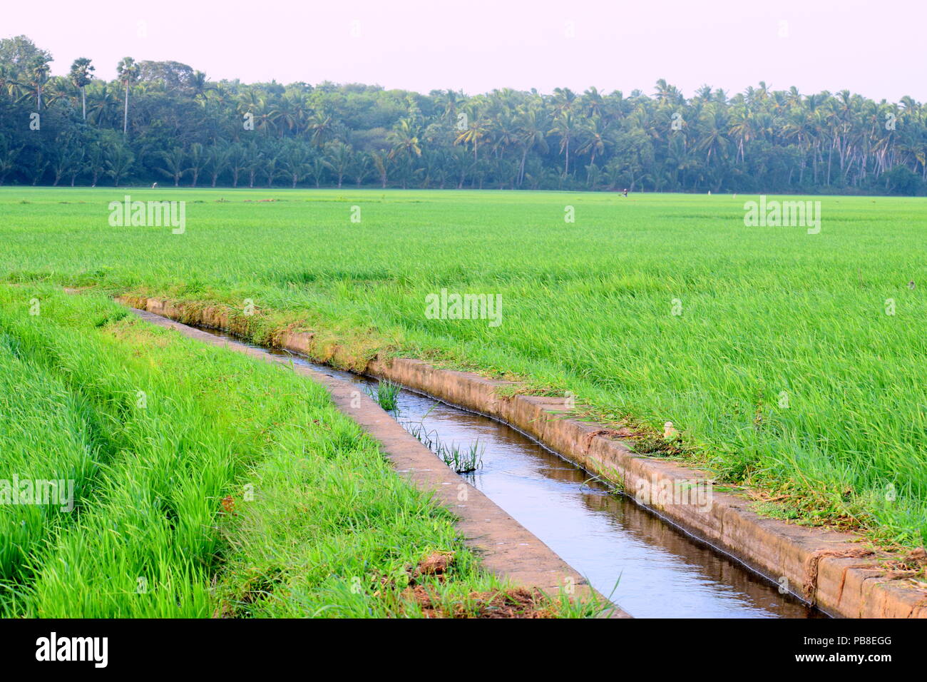 Canale d'acqua passando attraverso un campo di riso in India Foto Stock