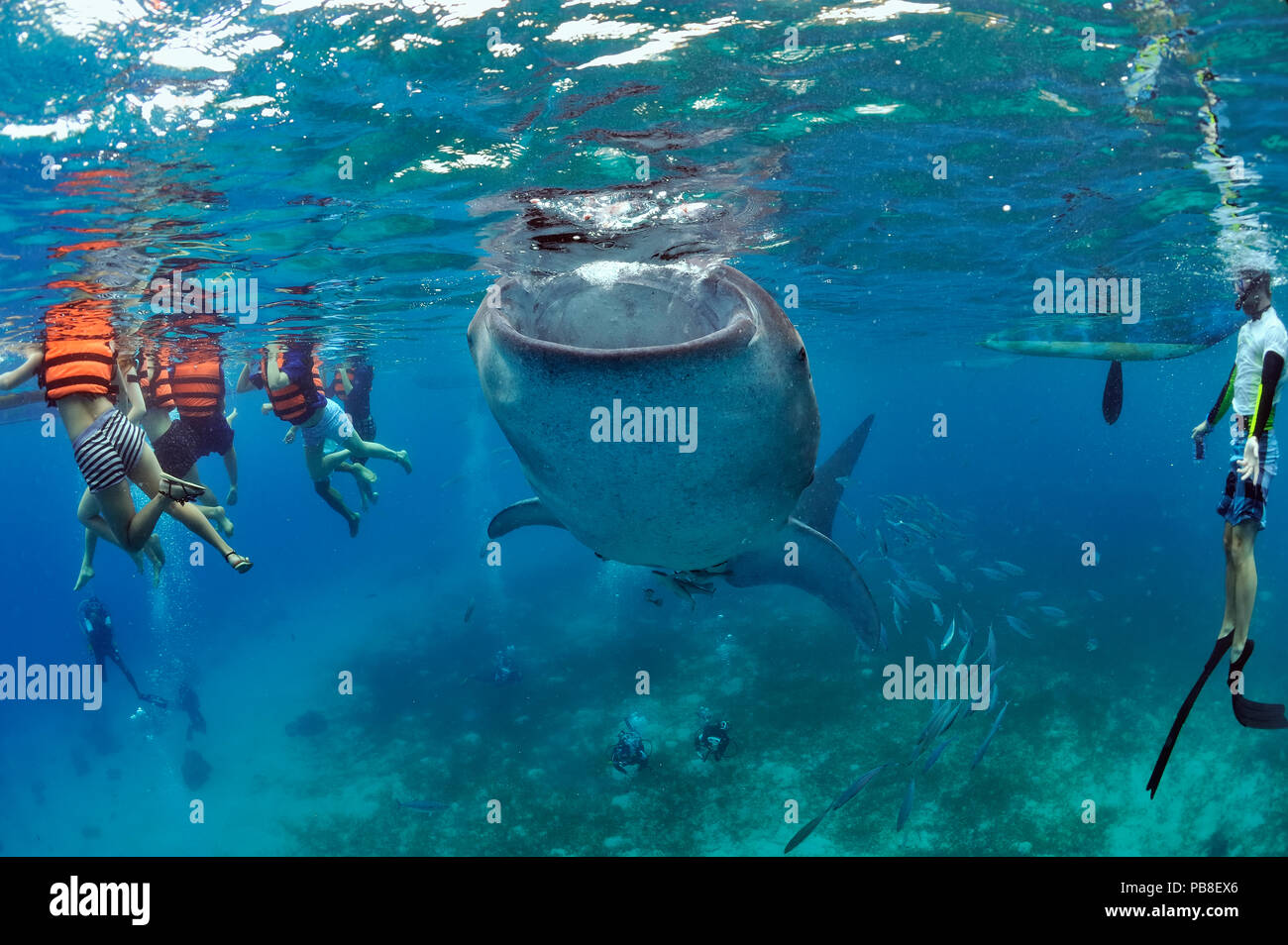 Squalo balena (Rhincodon typus) raccogliere intorno piccole barche da pesca al mattino come i pescatori locali la loro alimentazione gamberetti, guardato da turisti, Oslob, Mare di Sulu, Filippine Foto Stock