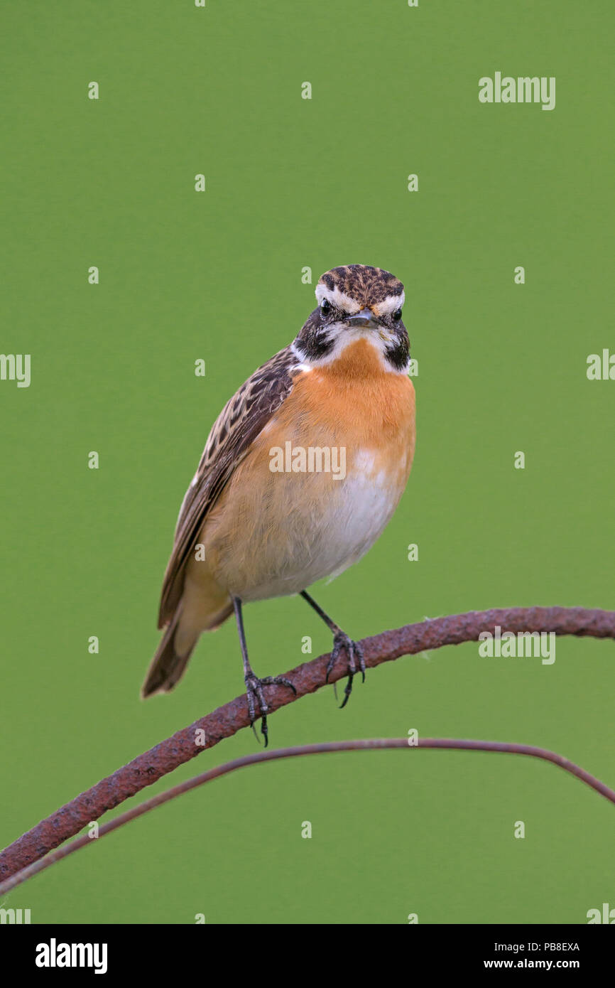 (Whinchat Saxicola rubetra) maschio, il lago di Neusiedl, Austria , Aprile. Foto Stock